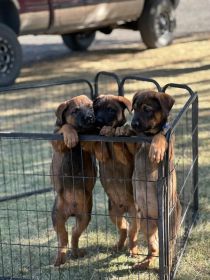 BELGIAN MALINOIS/ ROTTWEILER 11 WEEKS OLD