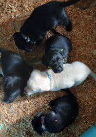 AKC LAB PUPPIES