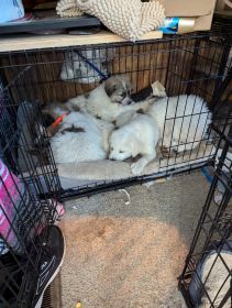 LIVESTOCK GUARDIAN DOGS