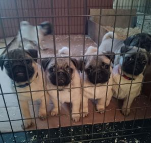 AKC PUG PUPPIES