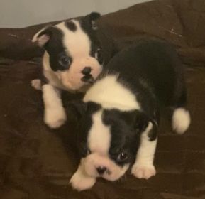 AKC BOSTON TERRIER PUPPIES