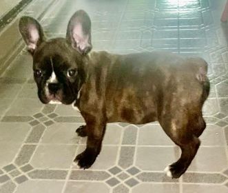 FRENCHTONS: 3/4 FRENCH BULLDOG, 1/4 BOSTON TERRIER FRENCHTONS: 3/4 FRENCH BULLDOG, 1/4 BOSTON TERRIER