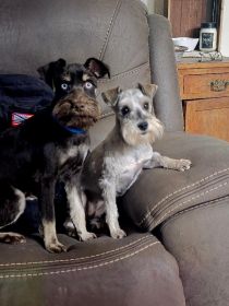 HANDSOME CHOCOLATE & CREAM MINIATURE SCHAUZER MALE HANDSOME CHOCOLATE & CREAM MINIATURE SCHAUZER MALE