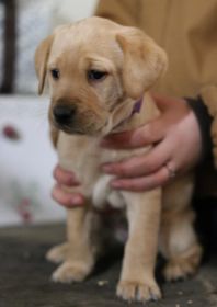 AKC LAB PUPPIES!