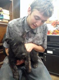AKC REG. BRINDLE FEMALE SCOTTISH TERRIER AKC REG. BRINDLE FEMALE SCOTTISH TERRIER