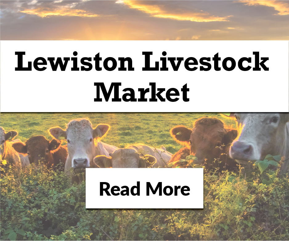 SPECIAL FEEDER SALE - MAY 14 SPECIAL FEEDER SALE - MAY 14