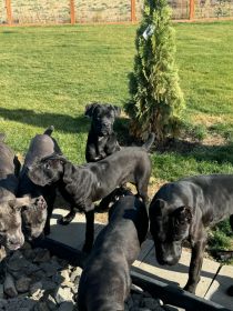 CHAMPION BREED CANE CORSO PUPPIES