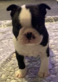 AKC BOSTON TERRIER PUPPIES