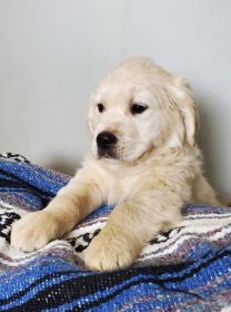 AKC ENGLISH CREAM GOLDEN RETRIEVER PUPPIES