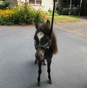 REG. CUTE MINIATURE HORSE 