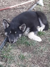 HUSKY/ POMSKY PUPPIES 