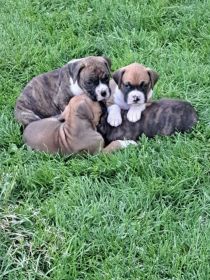 AKC BOXER PUPPIES