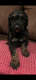 PUREBRED STANDARD POODLE PUPPIES! 