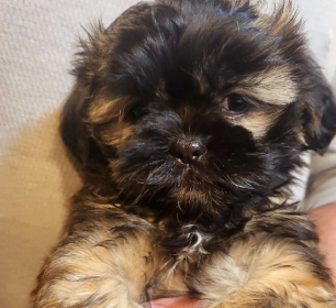 EXTREMELY RARE DOBIE MARKING PUREBRED SHIH TZU PUPPIES