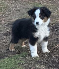 REG. MINI AUSSIE PUPPIES