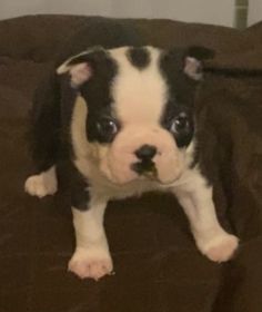 AKC BOSTON TERRIER PUPPIES