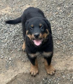 AKC REG. ROTTWEILER PUPPIES