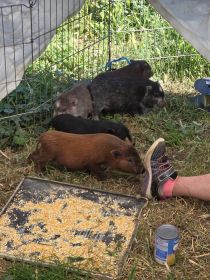 POT BELLY PIGS POT BELLY PIGS