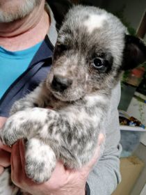HEELER PUPPIES HEELER PUPPIES