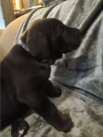 GREAT DANE PUPPIES