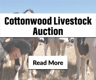 COTTONWOOD LIVESTOCK AUCTION - FRIDAY, JULY 26