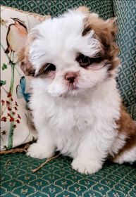 SHIH TZU MALE PUPPY