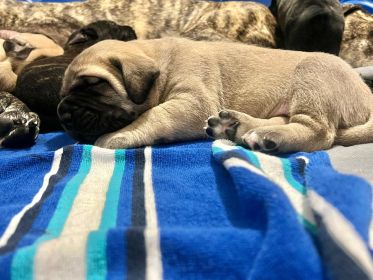 PUREBRED ENGLISH MASTIFF PUPPIES