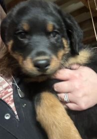 AKC REG. ROTTWEILER PUPPIES