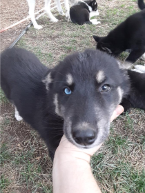 HUSKY/ POMSKY PUPPIES 