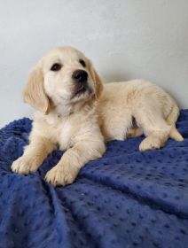 AKC ENGLISH CREAM GOLDEN RETRIEVER PUPPIES