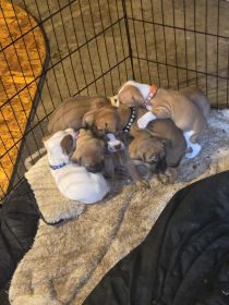 SUPER CUTE BOXER/ PIT MIX PUPPIES