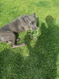 CHAMPION BREED CANE CORSO PUPPIES