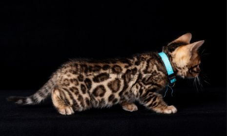 TICA REG. BENGAL KITTENS