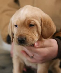 AKC LAB PUPPIES!