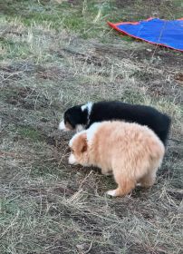 REG. MINI AUSSIE PUPPIES