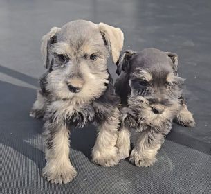 AKC PUREBRED MINI SCHNAUZER 