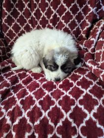 LIVESTOCK GUARDIAN DOGS