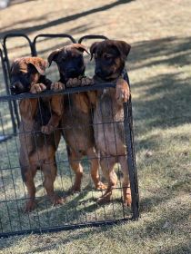 BELGIAN MALINOIS/ ROTTWEILER 11 WEEKS OLD