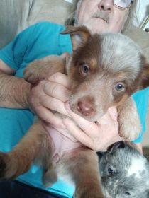 HEELER PUPPIES HEELER PUPPIES