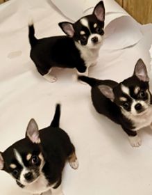 PUREBRED CHIHUAHUAS PUREBRED CHIHUAHUAS