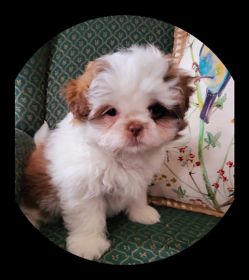 SHIH TZU MALE PUPPY