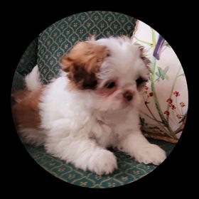 SHIH TZU MALE PUPPY