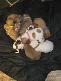 SUPER CUTE BOXER/ PIT MIX PUPPIES