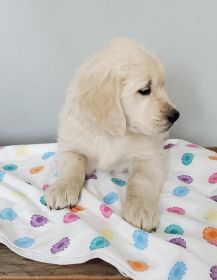 AKC ENGLISH CREAM GOLDEN RETRIEVER PUPPIES