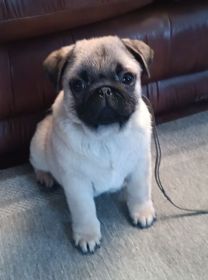 AKC PUG PUPPIES