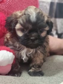 EXTREMELY RARE DOBIE MARKING PUREBRED SHIH TZU PUPPIES