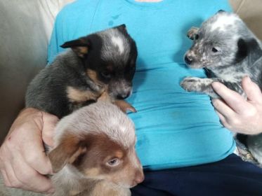 HEELER PUPPIES HEELER PUPPIES