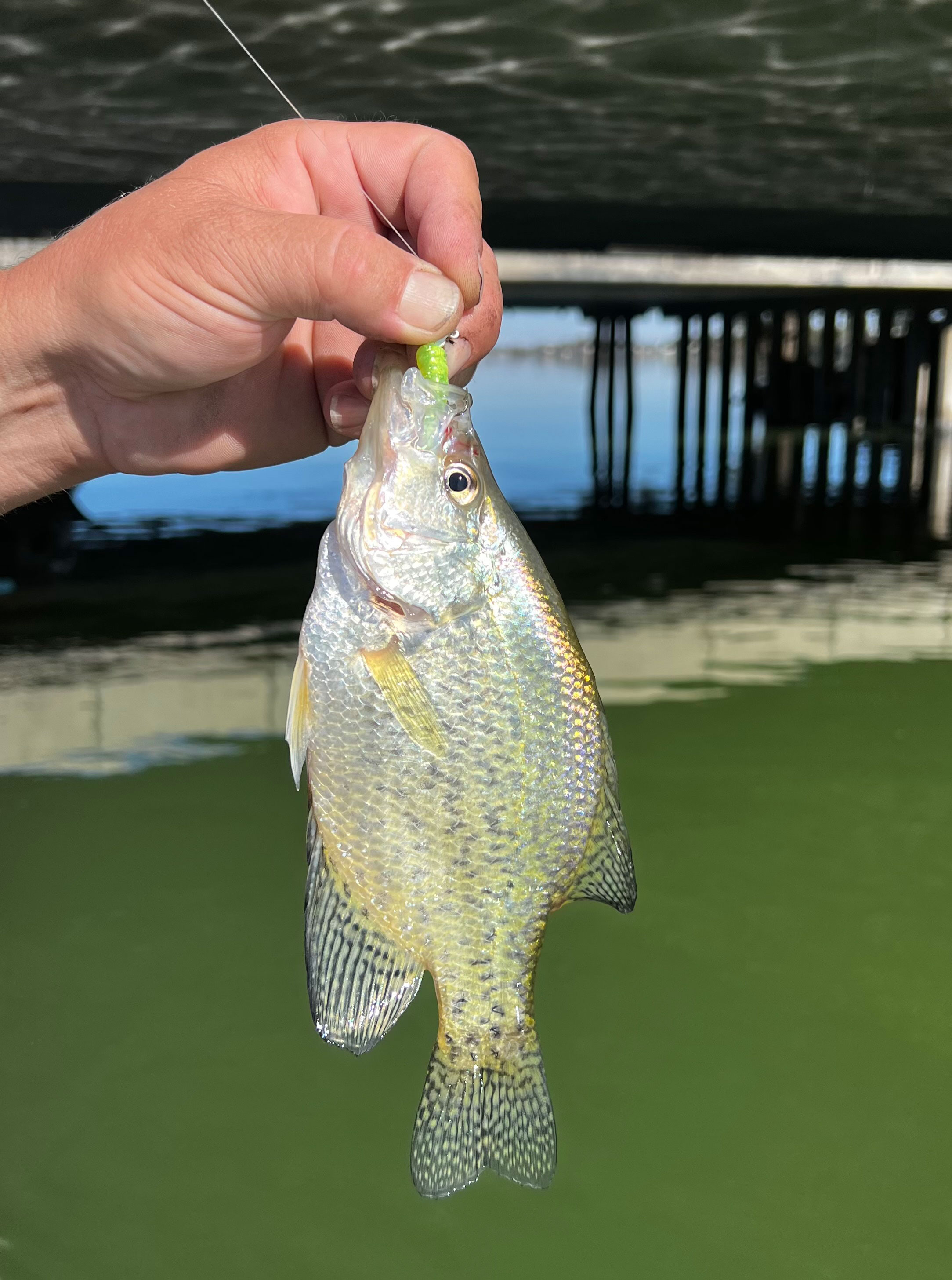 A crappie caught at Moses Lake during an excellent day of fall fishing.