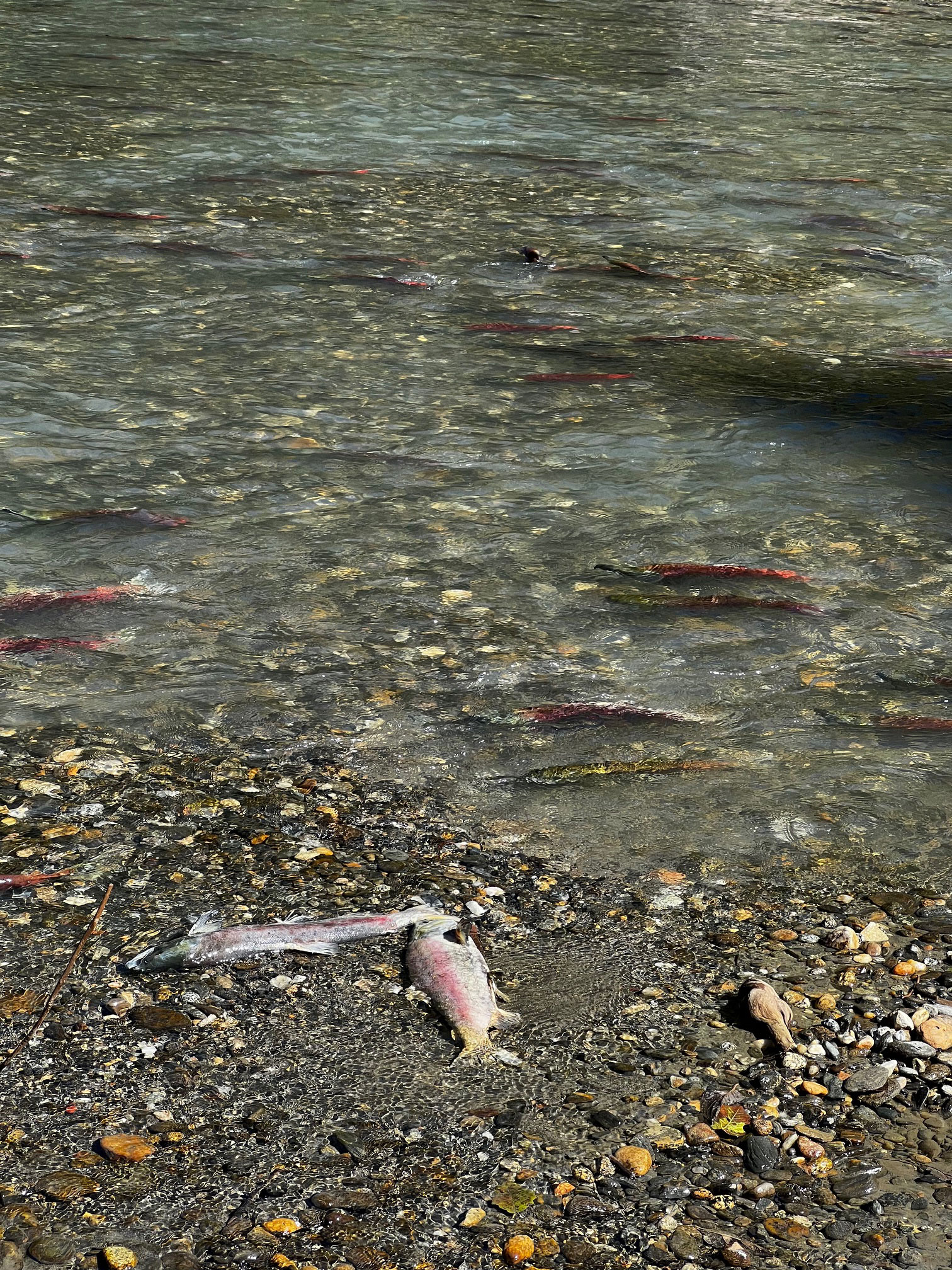 Sockeye salmon spawning in the White River, a testament to the record-breaking returns in the Columbia River Basin.