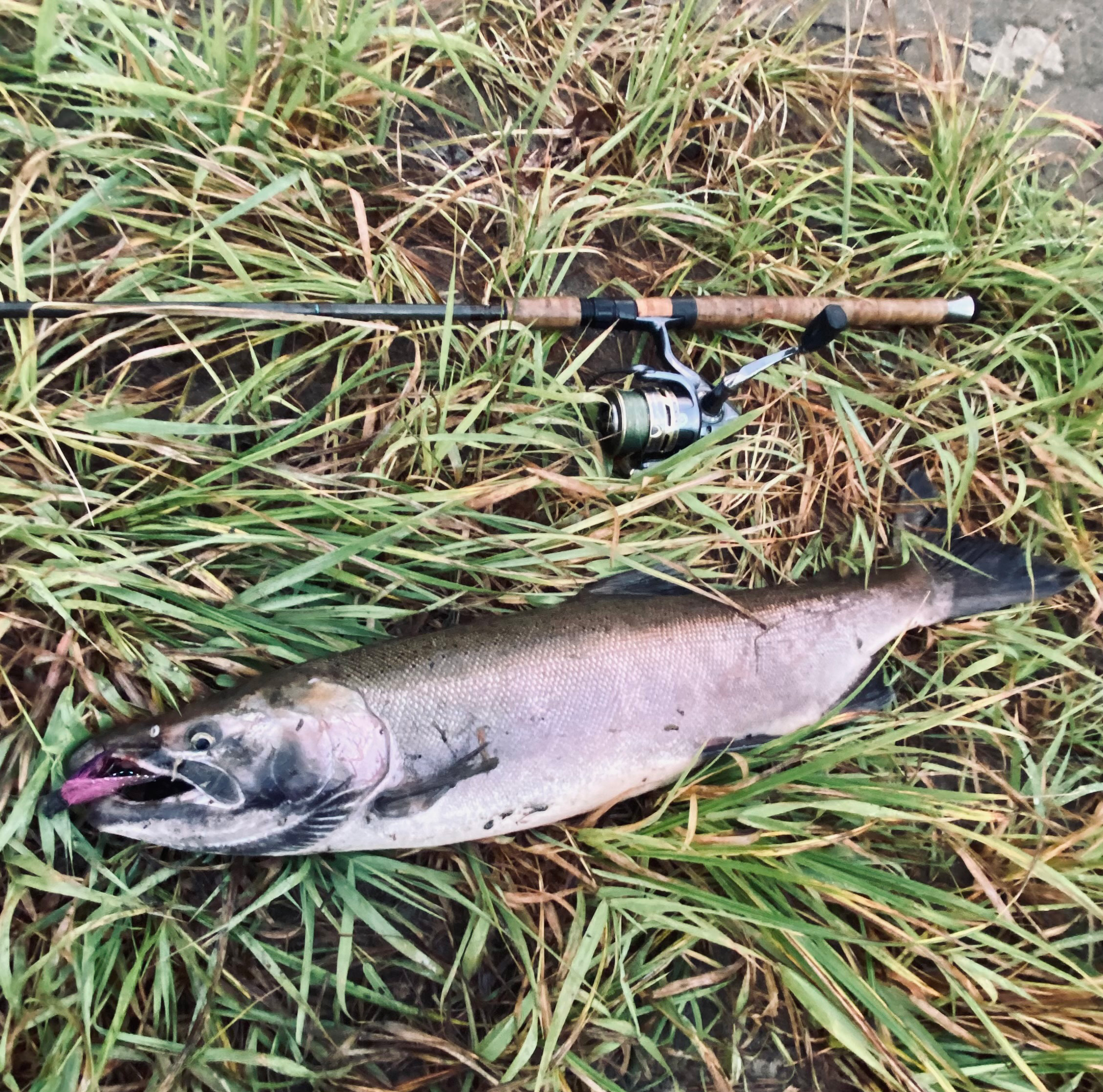 The Fishing Magician holding his first Coho salmon caught on the Icicle River, showcasing the exciting fall fishing season.